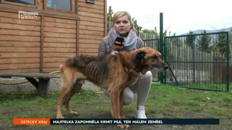11. 11. 2017 ZPRÁVY: MAJITELKA ZAPOMNĚLA KRMIT PSA, TEN MÁLEM ZEMŘEL